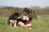 DOGUE DU TIBET 444